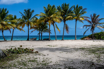 Obraz premium tropical landscape with sandy beach boat and palm trees in Dominican Republic 