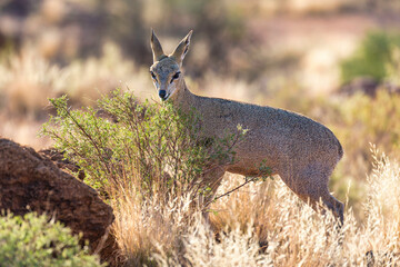 Klipspringer