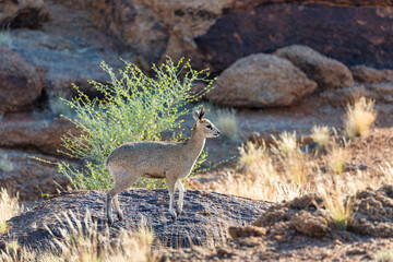 Klipspringer