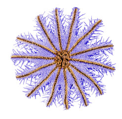 crown-of-thorns sea star isolated on white background