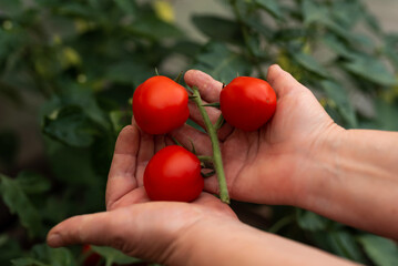 Farmer holding fresh tomatoes at branch cultivation in an ecological greenhouse. Ecological cultivation. Food, vegetables, agriculture. Selective focus and noise. Shallow depth of field on tomatoes