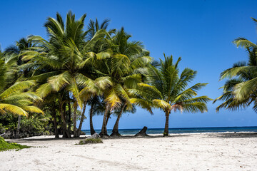 tropical landscape with sandy beach boat and palm trees in Dominican Republic 