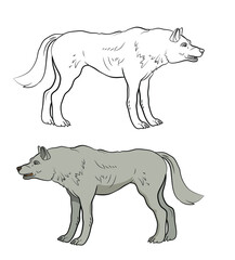 Animals. Black and white image of a big wolf, coloring book for children. Vector drawing.
