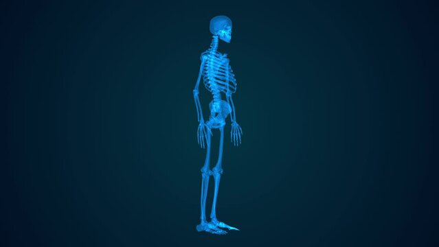 Body skeleton Hologram Video high tech image isolated on black background.