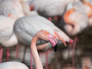 Naklejka premium Wild greater flamingo (Phoenicopterus roseus), Parc Ornithologique du Pont de Gau, Camargue’s Regional Natural Park, Arles, France