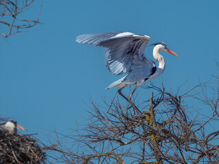 Grey heron (Ardea cinerea), , Parc Ornithologique du Pont de Gau, Camargue’s Regional Natural Park, Arles, France