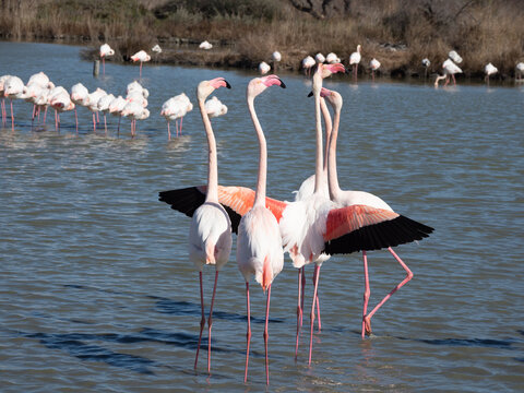Gau Bilder Durchsuchen 15,899 Archivfotos, und Videos