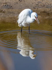 Little Egret ((Egretta garzetta), Parc Ornithologique du Pont de Gau, Camargue’s Regional Natural Park, Arles, France