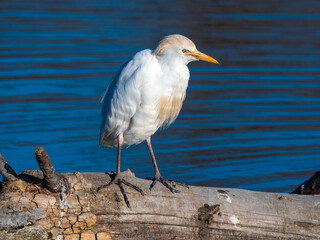 Cattle Egret (Bubulcus ibis), Parc Ornithologique du Pont de Gau, Camargue’s Regional Natural Park, Arles, France