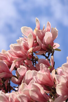 beautiful pink magnolia blossoms against a blue sky on a beautiful spring day