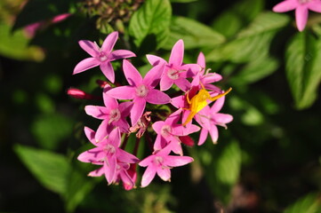 ピンクの花に黄色いクモ