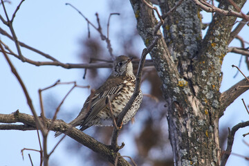 Turdus viscivorus sit on tree
Mistle thrush sit on branch Volgograd region, Russia.
