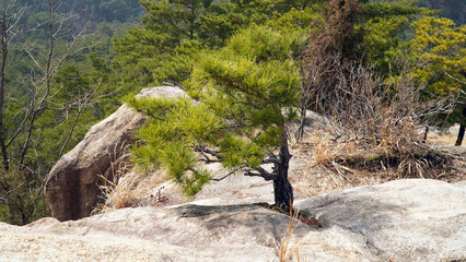 It rained yesterday on March 15th, showing the harmony of fresh nearby pine trees and distant...