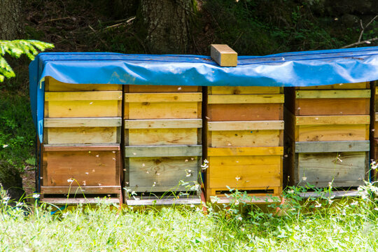 bee boxes in nature in closeup
