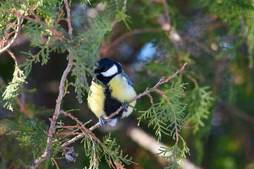 Parus major sit on tree
Great tit sit on branch Volgograd region, Russia.