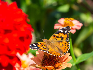 Close-up of a butterfly on a flower in a blooming summer park. The monarch butterfly pollinates flowers on a summer day on a soft background. Floral background with insects for the designer