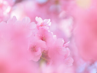 Close up kawazu cherry blossoms like with a soft focus  © takamiya