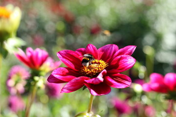 Obraz premium Hummel auf Blüte