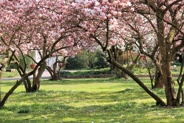 beautiful flowering magnolia trees in a park