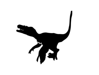 Feathered Velociraptor  , Dinosaur on white background  .