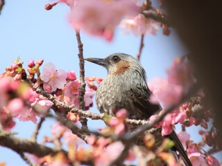桜の花に囲まれる野鳥