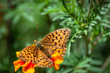 Butterfly on a green branch of a flower.