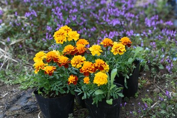 Planting marigold flowers. Marigold is also known as a companion plant that activates vegetables  by planting it nearby. The ingredients from the roots have the effect of killing nematodes. 
