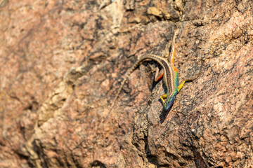Augrabies flat lizard