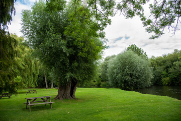 trees in the park