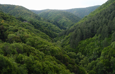 Fototapeta na wymiar Rainy Green forest hills. Aerial view