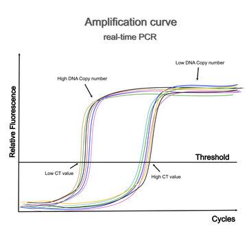 The amplification curve of real-time PCR that indicated the correlation between high or low DNA concentration and CT value for research and diagnosis use.