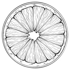 Obraz premium Sliced circle orange. Vector illustrations in hand drawn sketch doodle style. Line art citrus isolated on white. Element for coloring book, design, print.