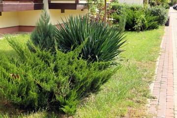 Bush of juniper and Bush of yucca along the footpath. Closeup. Junipers are coniferous plants in the genus Juniperus of the cypress family Cupressaceae. Landscaping in yard.