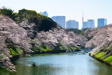 Fototapeta na wymiar 東京都千代田区 千鳥ヶ淵の桜