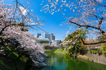 東京都千代田区 千鳥ヶ淵の桜