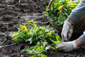 
Worker digs flowering dandelions and other weeds  in  the garden, gardener digs weeds in vegetable beds, basket full with weeds on the ground, sustainable agriculture concept

