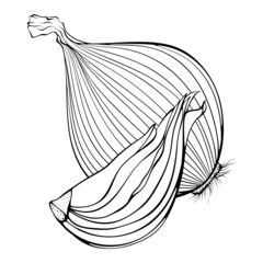 Whole and sliced onions. Vector illustrations in hand drawn sketch doodle style. Line art organic vegetable isolated on white. Element for coloring book, design, print.