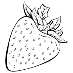 Whole strawberry. Vector illustrations in hand drawn sketch doodle style. Line art berry fruit isolated on white. Element for coloring book, design, print.
