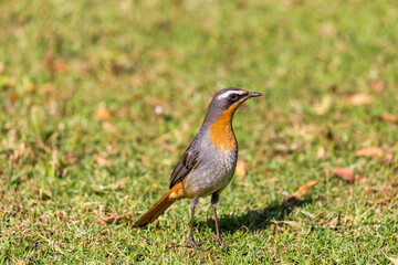 Cape robin chat