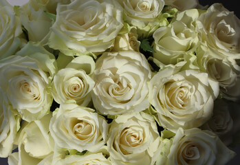 front top macro photo of a bouquet of white roses for background