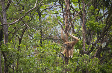Des grands singes, des gibbons à mains blanches évoluant dans les arbres avec des poses typiques et des sauts