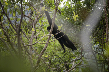 Des grands singes, des gibbons à mains blanches évoluant dans les arbres avec des poses typiques et des sauts