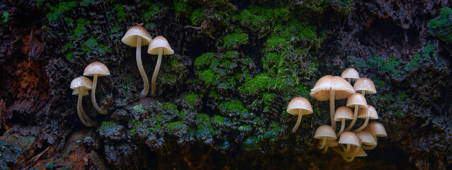 mushrooms on wooden stump with moss