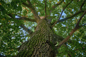 old oak tree close up bottom view