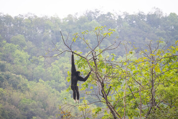 Des grands singes, des gibbons à mains blanches évoluant dans les arbres avec des poses typiques...