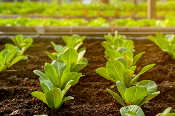 Organic hydroponic vegetable cultivation farm with soft light..grow vegetables plant agriculture.