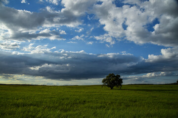 green field and sky