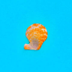 Flat Lay isolated image of a coastal seashell on a blue background