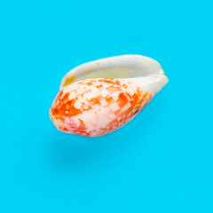 Flat Lay isolated image of a coastal seashell on a blue background
