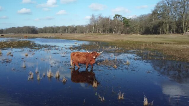 Auroch walking in lake Wasmeer in Hilversum and Laren, the Netherlands